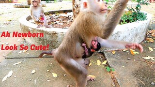 Ah Looking So Super!, Mother Monkey Berry Carrying Newborn Baby In Chest Jumps To Pick Up Banana