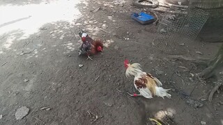 papawis muna