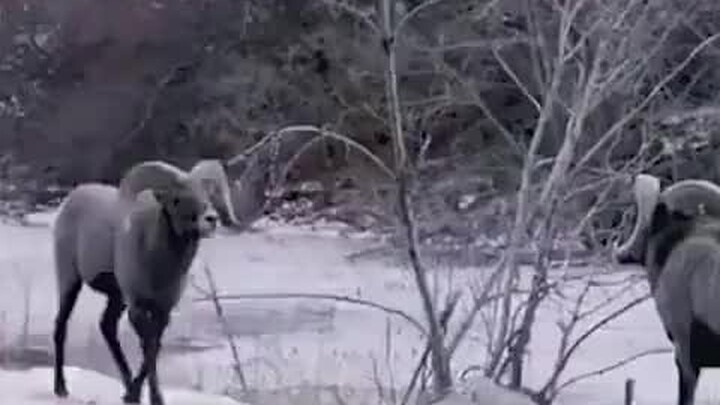 Làm thế nào để trò chuyện ở Đông Bắc?