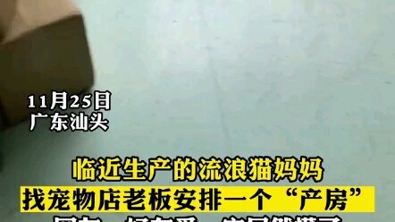 Kucing jalanan yang hampir melahirkan meminta pemilik toko hewan peliharaan untuk menyiapkan “ruang 