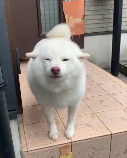 Perkenalkan secara resmi, babi Shiba berwarna putih ini namanya Nana. Ciri khasnya adalah mengepakka