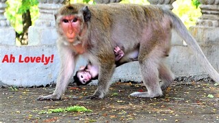 Oh Cute Of This Baby Monkey, Just Born For A Couple Weeks Tries Holding Mother With Lovely Actions