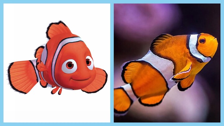 Finding Nemo And Finding Dory Characters In Real Life!