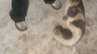 那几天暴雪 不捡可能就再也见不到它了