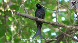 Migratory Juvenile CROW-BILLED DRONGO @Jurong Lake Gardens, Singapore