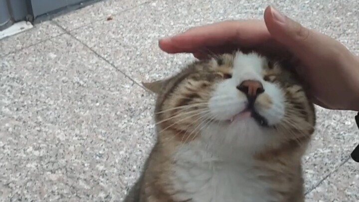 ما أطيب شو ماومي!