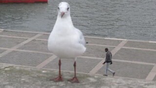 A collection of interesting videos from abroad. After watching them, you will feel that the whole wo