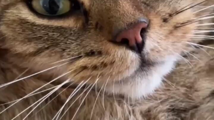 Saat itu ia masih terlalu muda, tak menyadari bahwa semua makanan kucing yang masuk ke mulutnya sebe