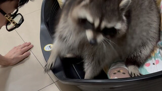 هههههه، يبدو أن شياو شياو غاضبة جدًا، لا تستطيع لمسني #الراكون الصغير #خطة انطلاق الحيوانات الأليفة 