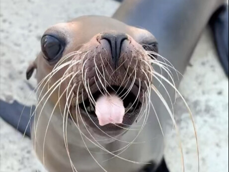 Chihuahua bawah laut meminta izin bertarung