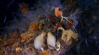 [Tập 2 - Thuyết Minh] Đại dương sâu thẳm 2 - Blue Planet 2 E02