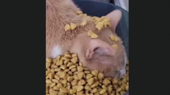 Mèo: ĐM, đây mà cũng gọi là buffet à!?