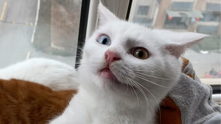 The family of seven is all set now; the next step should be cracking the egg.