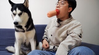 Đặt miếng thịt nguội lên miệng rồi giả vờ ngủ, husky sẽ tới ăn chứ?