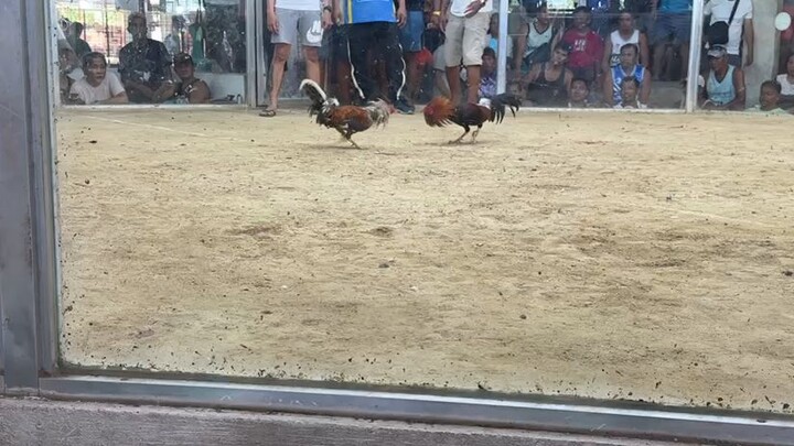Anyari Talo nanaman ang Alat 🐓🫡