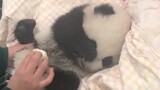 熊猫宝宝排便便，面对镜头，竟害羞捂脸！