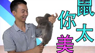 【华农兄弟】竹鼠你太美