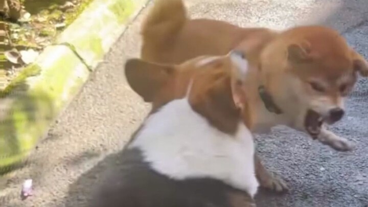 Seni Menjadi Anjing
