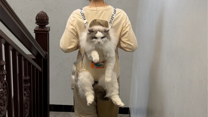 Tas punggung kucing Ragdoll-ku terlalu imut!