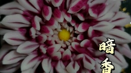 Ẩm thực truyền thừa di sản văn hóa phi vật thể (Đường quả tử)
