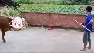 If provoked, the bull will fight!!!