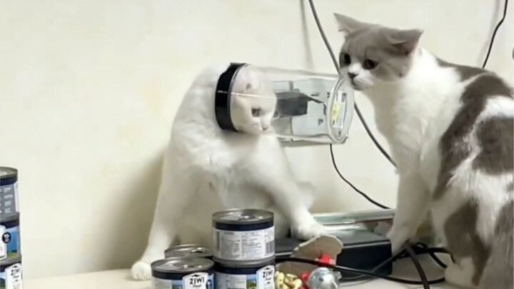 "On the Embarrassing Matter of Cats"