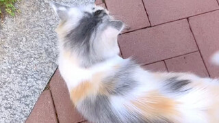 Meteor... Meteorite's Three Flowers, the Stunning Beauty