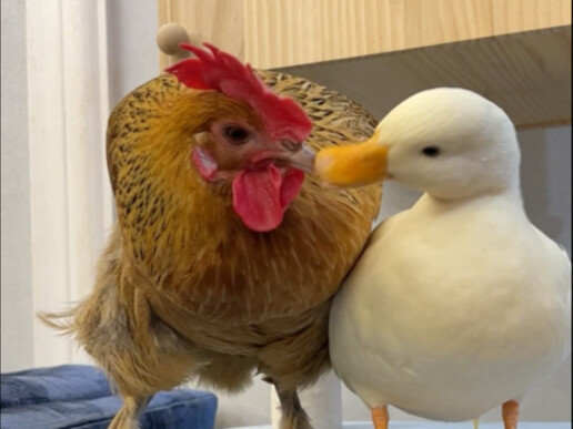 Even eagle-like hens have their weak spots.