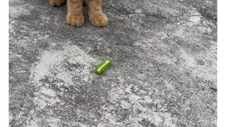 Kucing ini akan berani