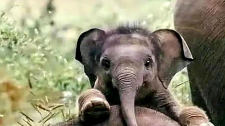 Betapa menggemaskannya bayi gajah yang baru lahir