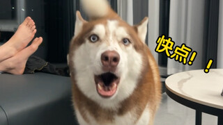 哈士奇：你说我在狗叫什么？