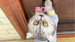 Make cat grass rice for Mom