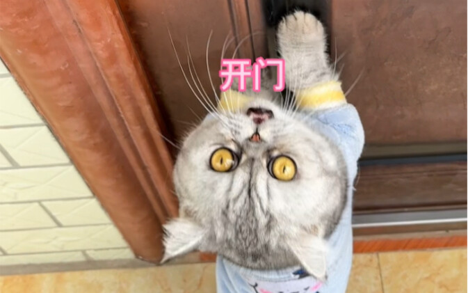 给妈耶做猫草饭