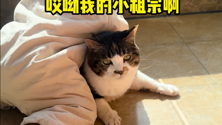 Seberapa “berbeda sikap” kucing terhadap orang dewasa dan anak-anak?