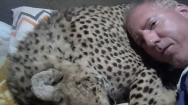 Holding my leopard pillow ~ Leopard Whisperer petting cheetah