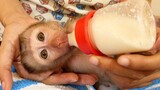 Adorable Small Baby Liheang Very Lovely Open Big Eyes Drinking So Much Milk