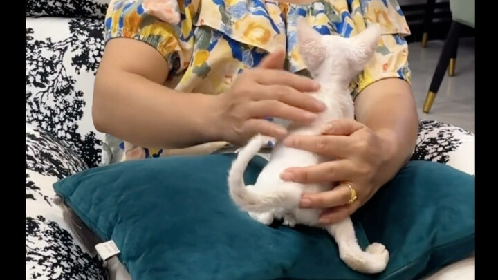 Suka kucing itu cuma 0 kali atau tak terhitung kali!