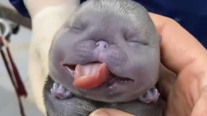 Chó Pitbull sở hữu cái tên đầy uy phong, nhưng lại là loài có sự đối lập lớn nhất trong thế giới độn