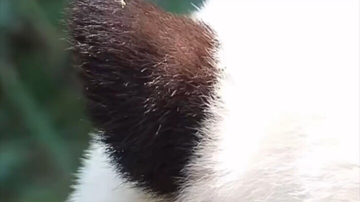 Don’t put the bear ears on top; only Director Hua’s ears go on the sides.