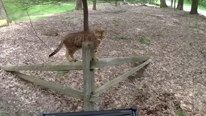 Ajak Teman Kucingmu Jalan-Jalan!