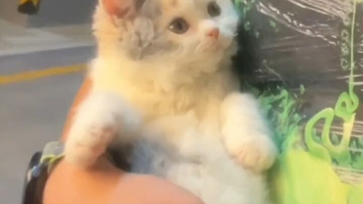 这就是猫界妲己吗，这么好看怪不得让人看到着迷