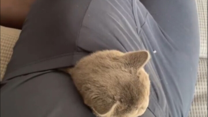 مين القط اللي علّمك تنام هيك؟