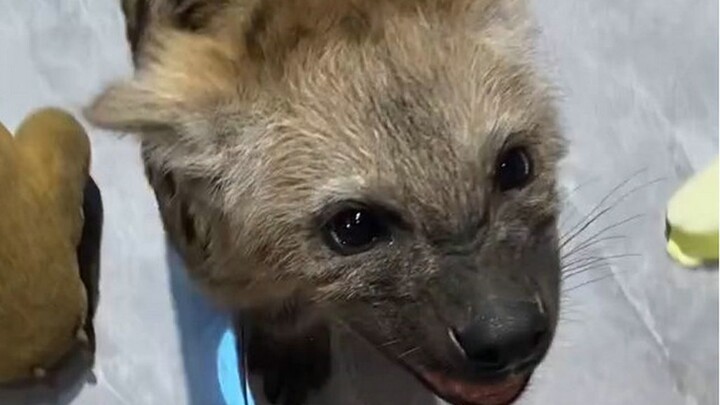 Chia sẻ 44: Cún con linh cẩu đốm cũng biết phá nhà rồi, còn phá còn triệt để hơn cả Husky nữa!