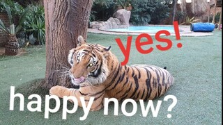 Tiger pools = constant adjustment