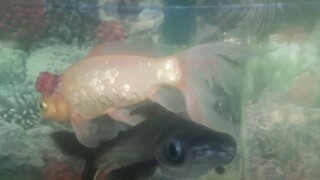 Update On The Aquarium Fish (It's Getting Worse)