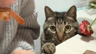 رغم أنني لم أكن مهذبًا اليوم، إلا أنني تمكنت من أكل الكثير من الروبيان.