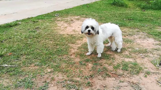 เสียงหมาเห่าหมาพุดเดิ้ลdekdoo