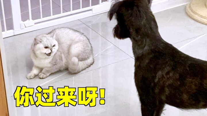 5 năm nuôi mèo, lần đầu nuôi chó thì cảm giác thế nào? Mèo: Hình như nó là một con chó á!