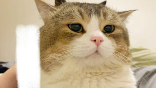 I suddenly don't want to cuddle with my kitten anymore.