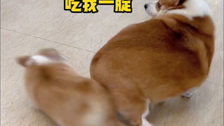 เมื่อมีสุนัขตัวใหม่มาที่บ้าน คอร์กี้ก็กระดิกก้นต้อนรับอย่างกระตือรือร้น